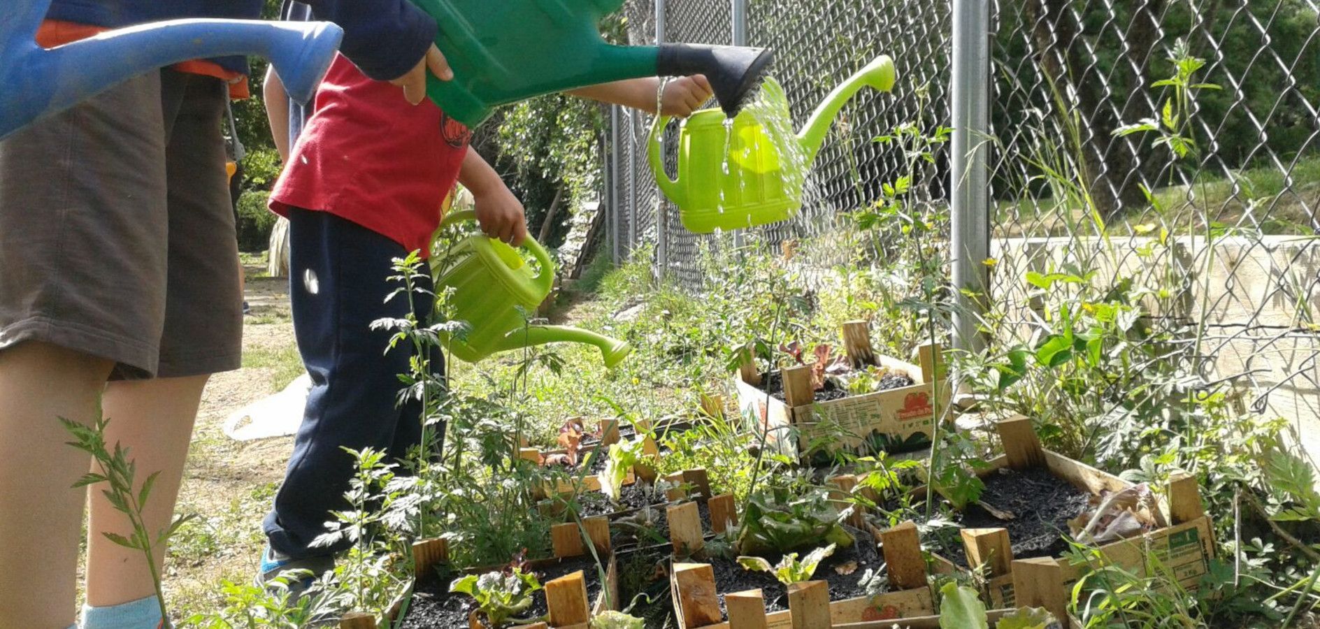 5 formas de hacer un huerto escolar en el patio