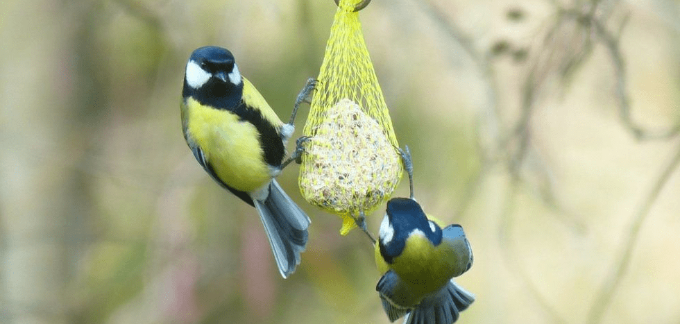 Cómo hacer comederos para pájaros