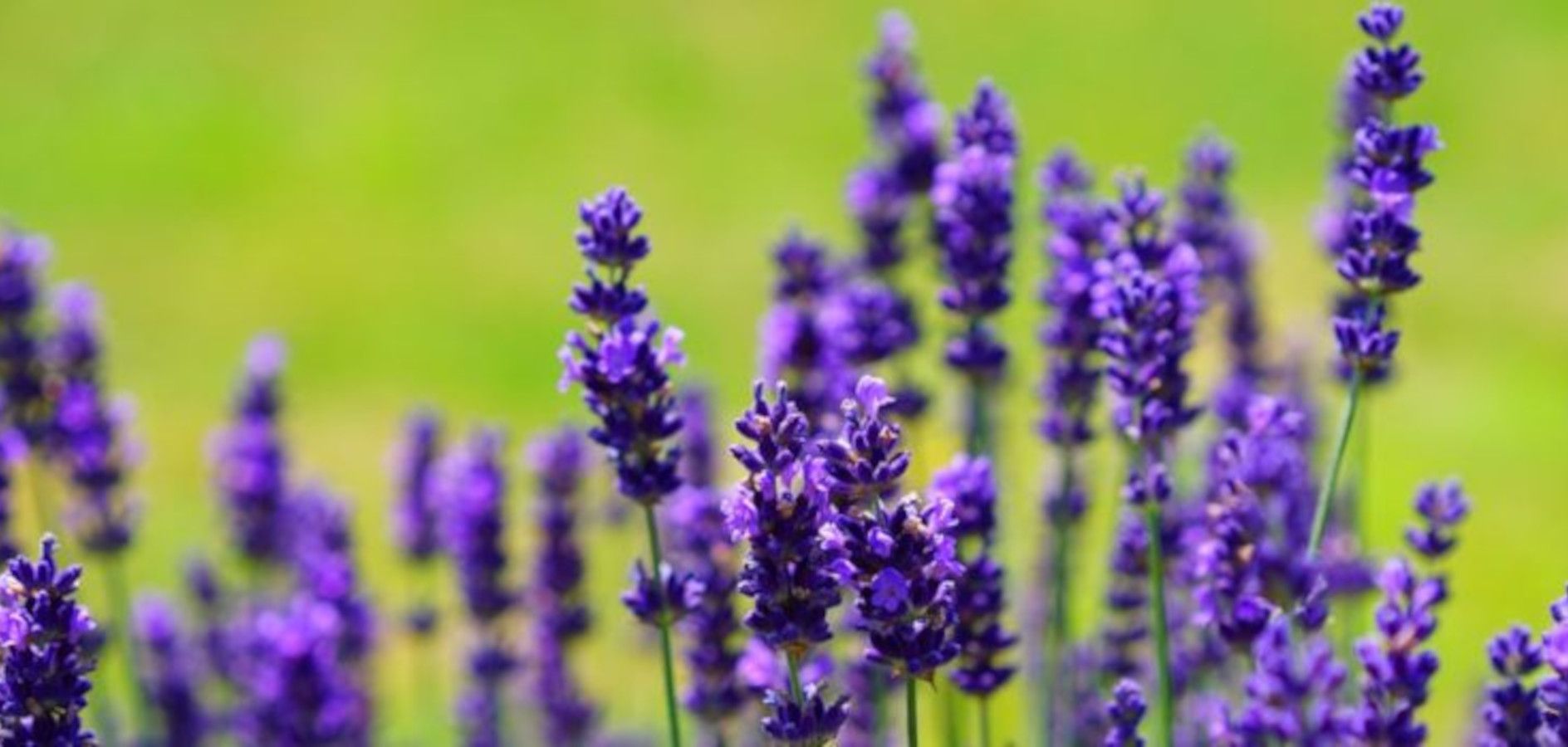 20 plantas medicinales de primavera