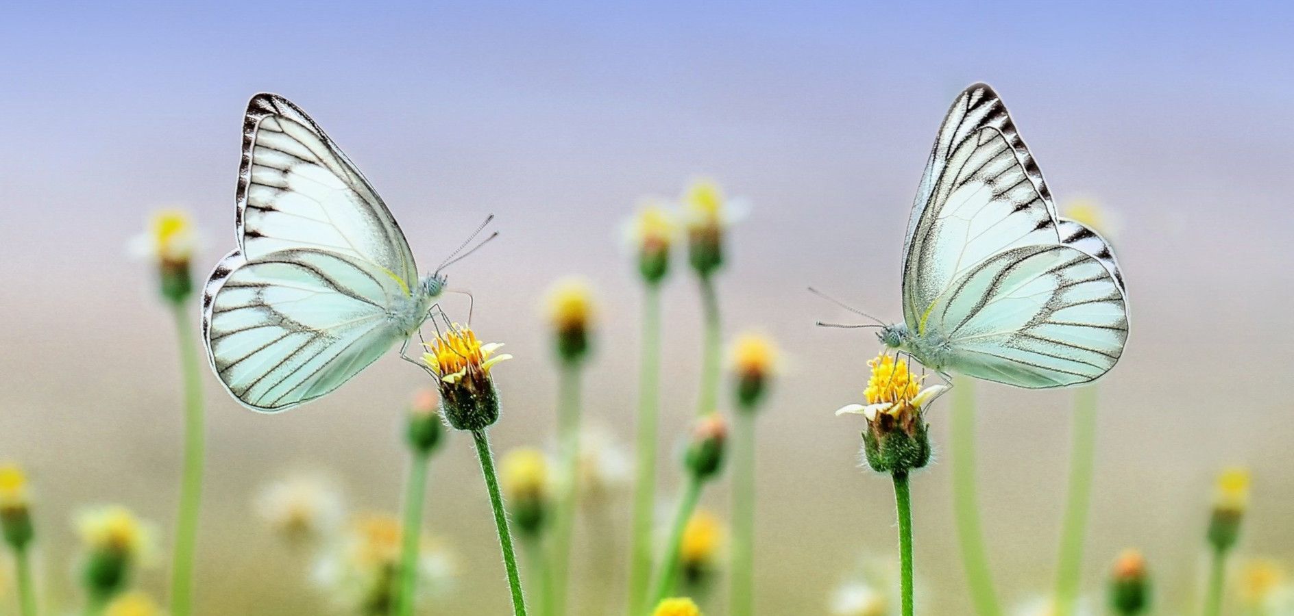 10 recursos educativos online para el Día Mundial del Medio Ambiente
