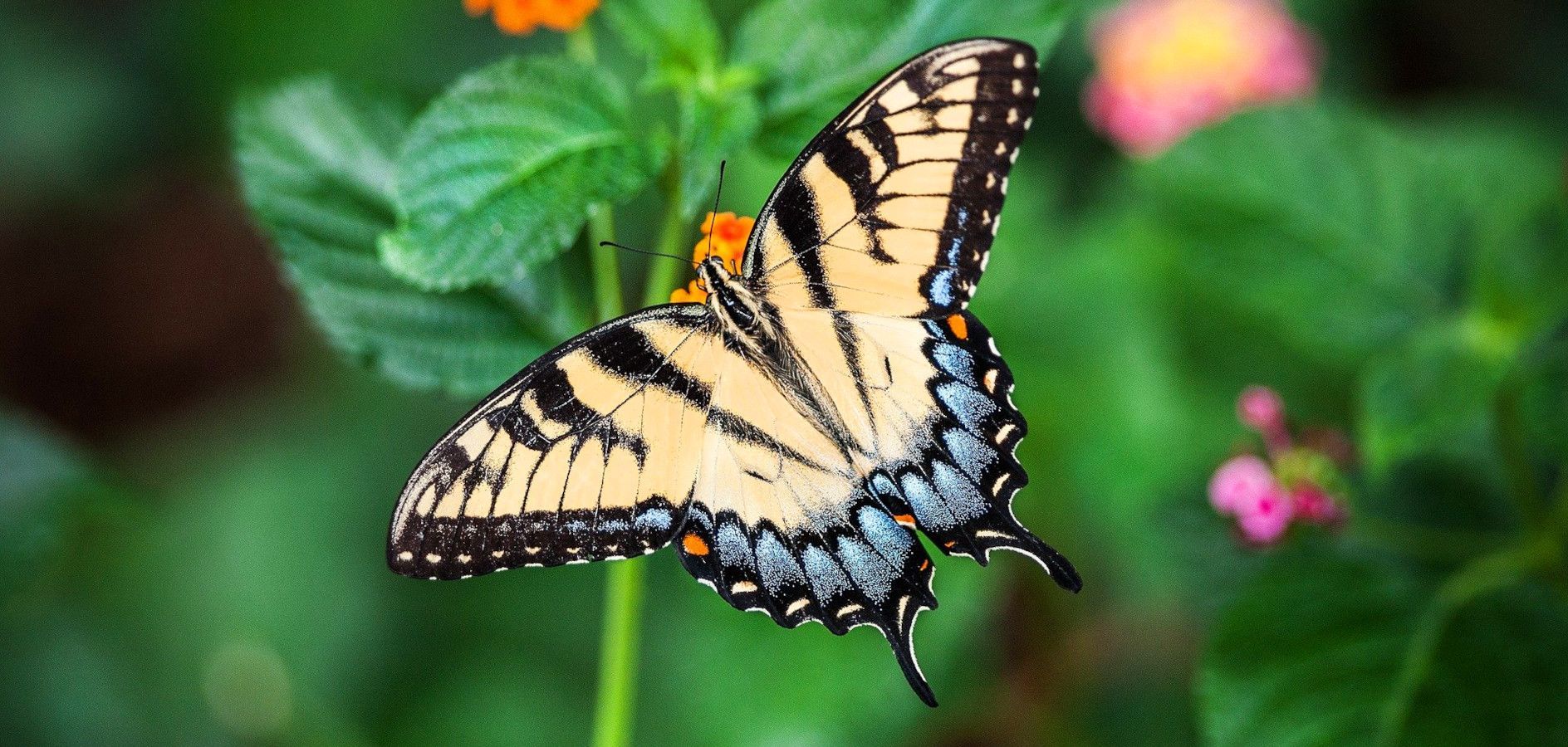 11 mariposas sorprendentes de Cataluña