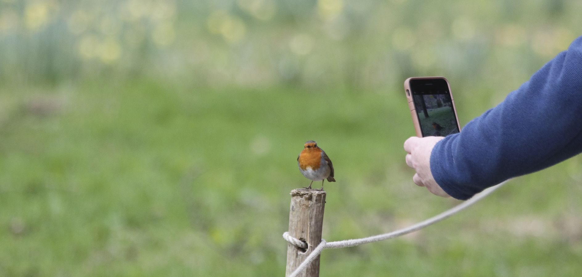 7 Apps para identificar pájaros