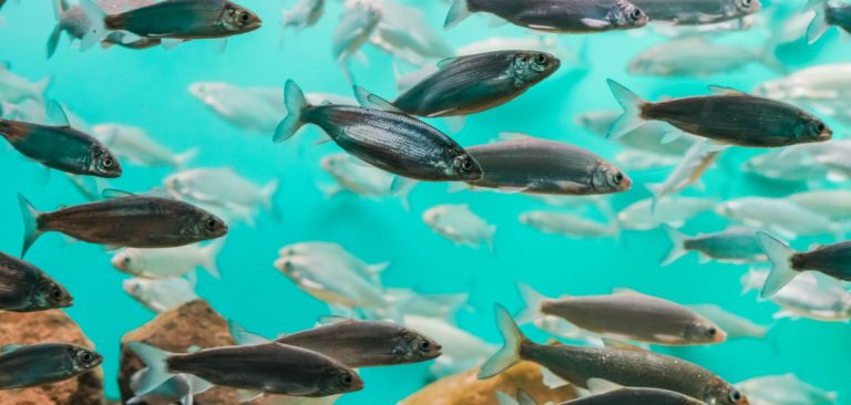 Registration is now open for the conference «Fishing and consumption: a responsible way»