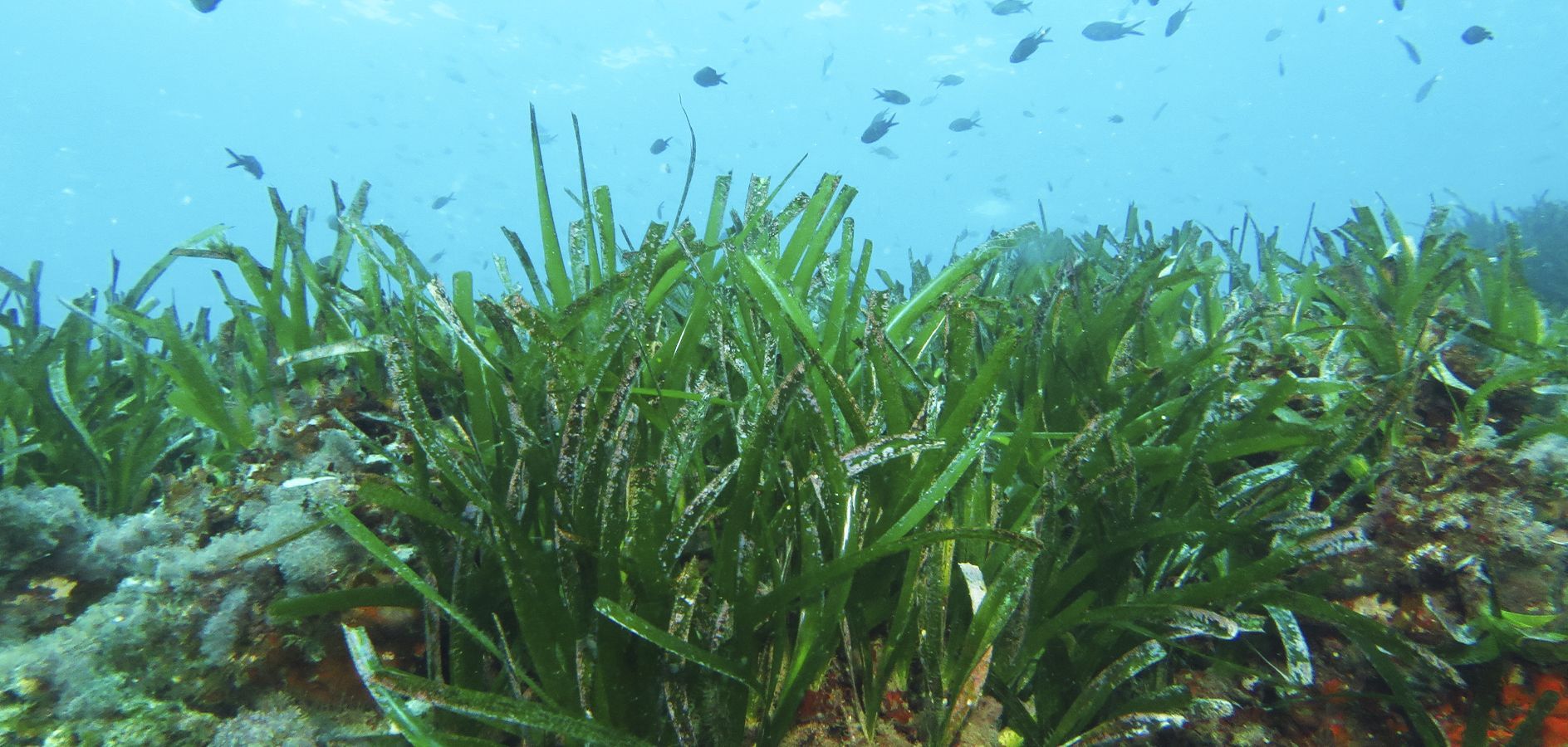 ¿Qué es la Posidonia oceánica y por qué es importante?