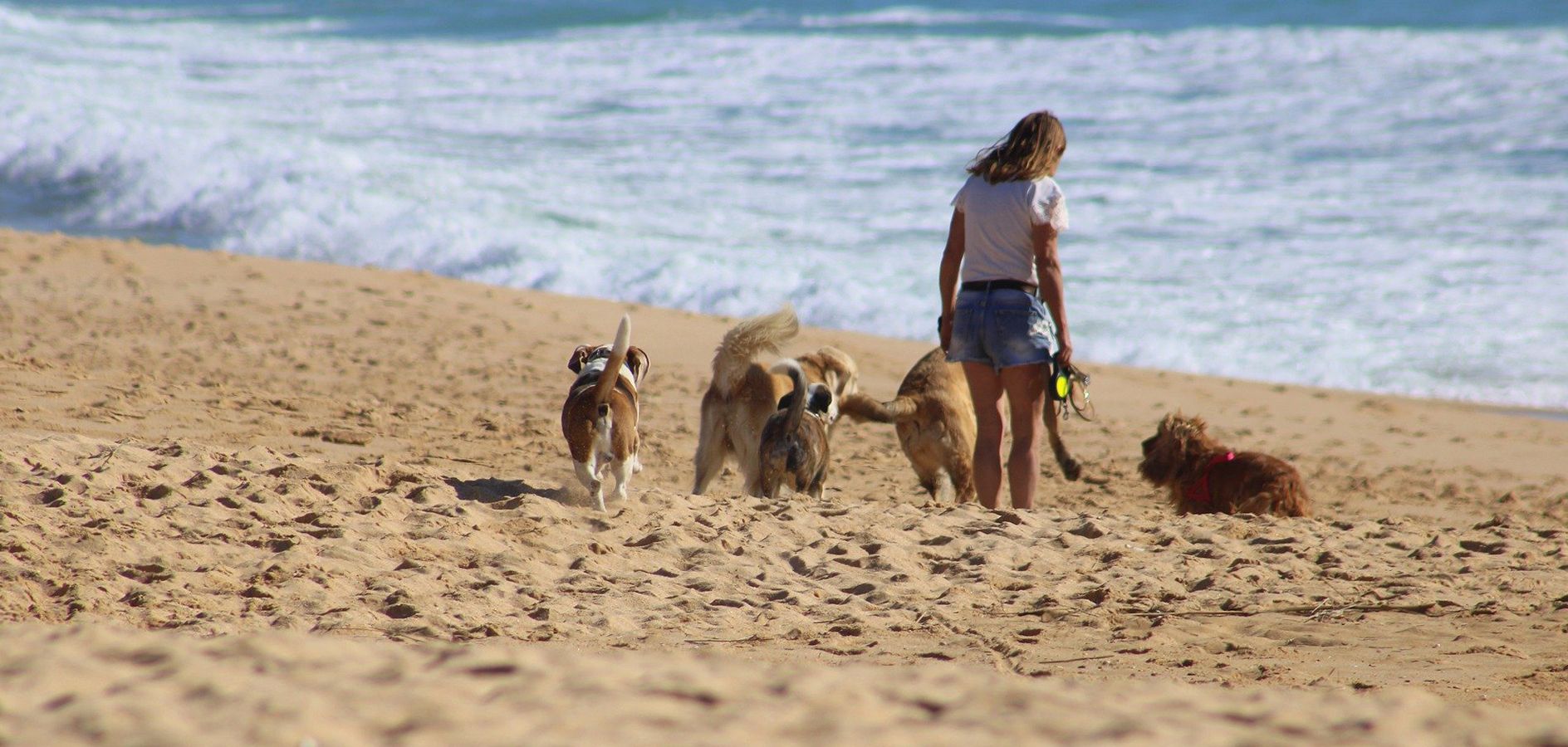 11 Platges per gaudir de l’estiu amb el teu gos