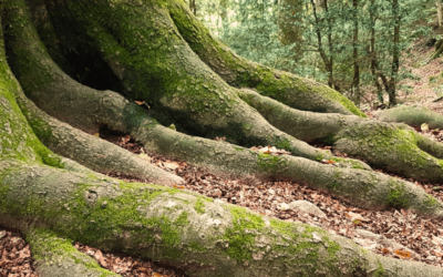 Apropa’t a la Fageda de la Grevolosa