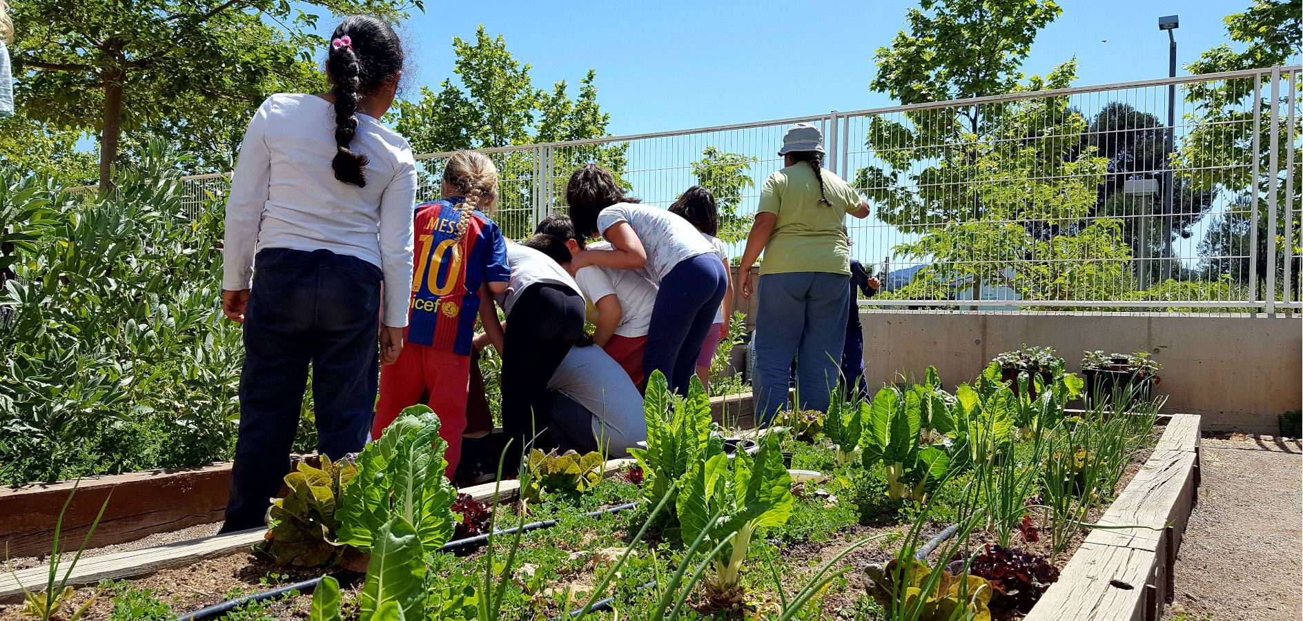 Com vincular l’hort escolar al currículum