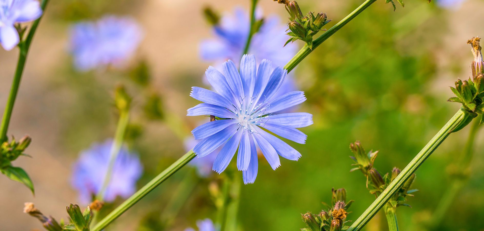 ¡Participa en el Biomaratón de Flora en el Solsonès!