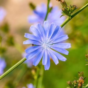 Participa a la Biomarató de Flora al Solsonès!