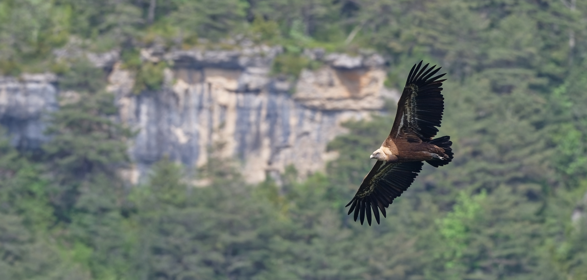 10 lugares para observar rapaces en Cataluña