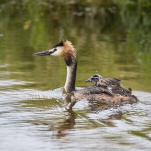 Quins ocells passen l’estiu al Delta del Llobregat?