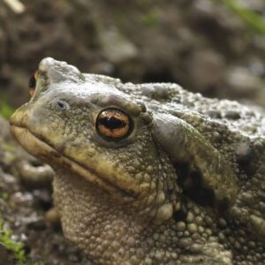 Descobreix els perills pels amfibis i com ajudar-los