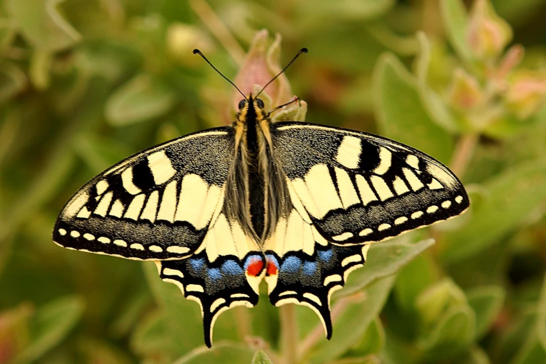 Primer pla papallona reina Papilio machaon amb ales obertes
