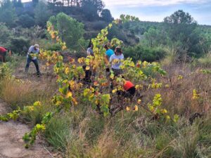 Voluntariat ambiental amb plantació de vinyes