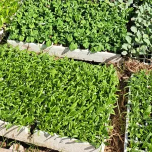 L’hort escolar a l’hivern: tallers per a mestres