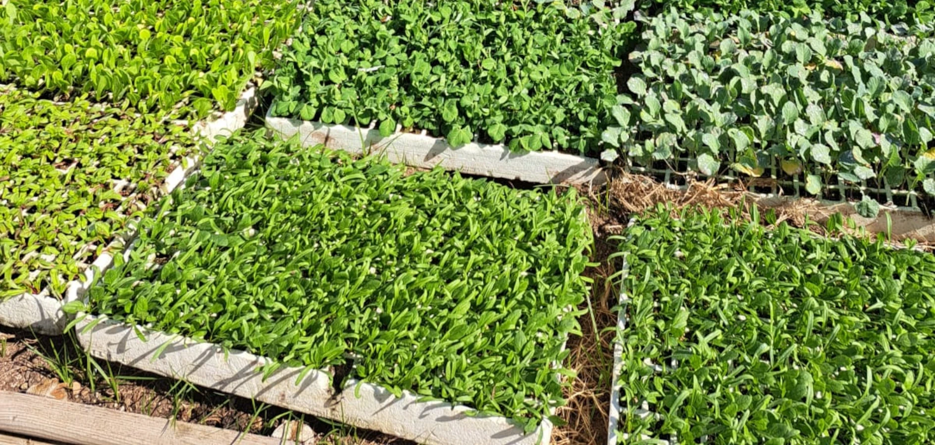 L’hort escolar a l’hivern: tallers per a mestres