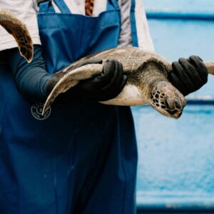 Salvar la fauna marina: el paper clau del CRAM en la conservació del medi marí