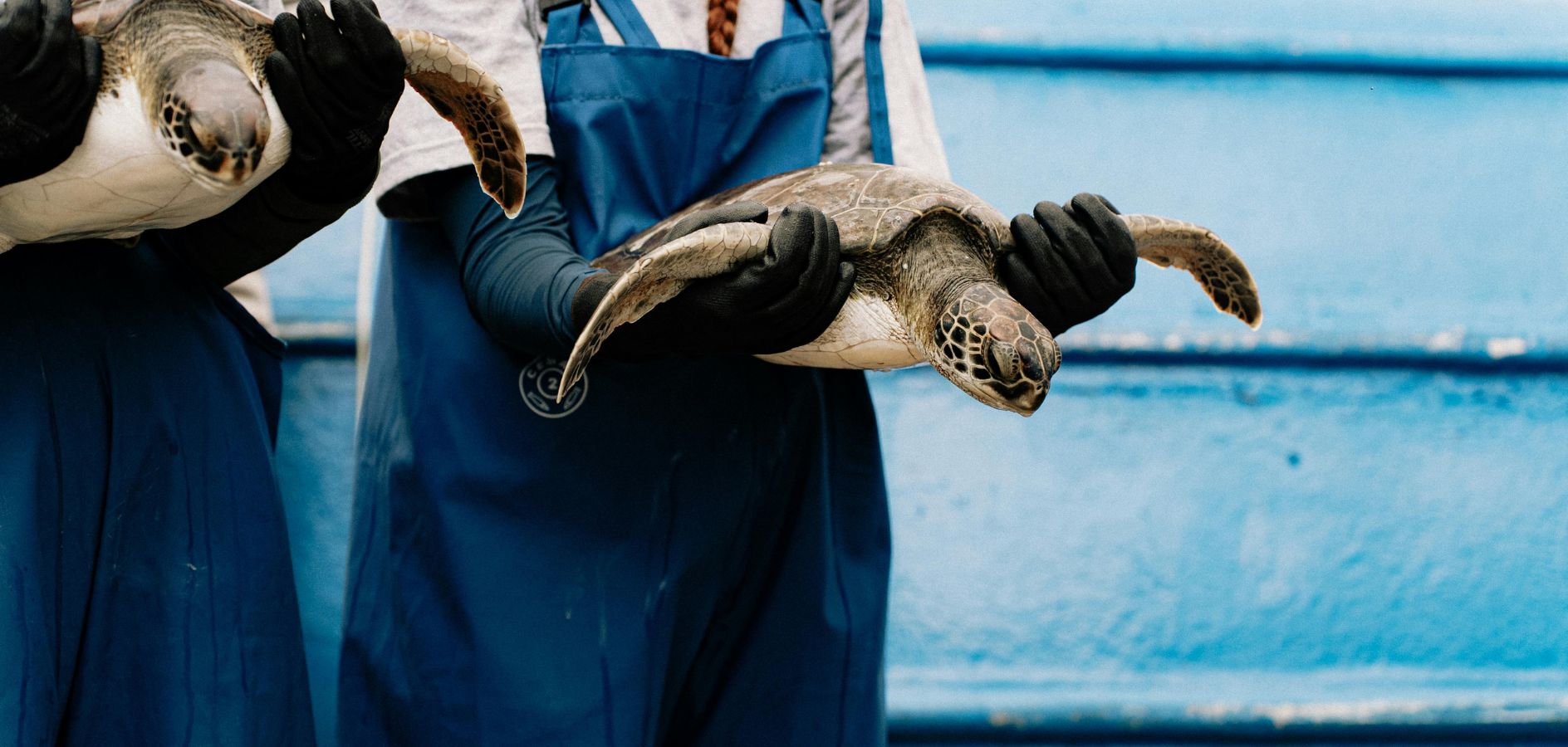 Salvar la fauna marina: el paper clau del CRAM en la conservació del medi marí
