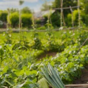 Proveïdors Km0 als nostres Menjadors Escolars!