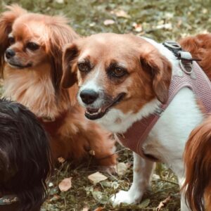 La Fundació Trifolium defensa un model de refugi en semillibertat al Garraf