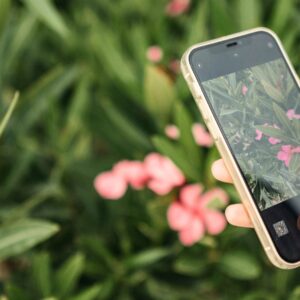 11 apps per identificar plantes