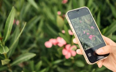 11 apps per identificar plantes