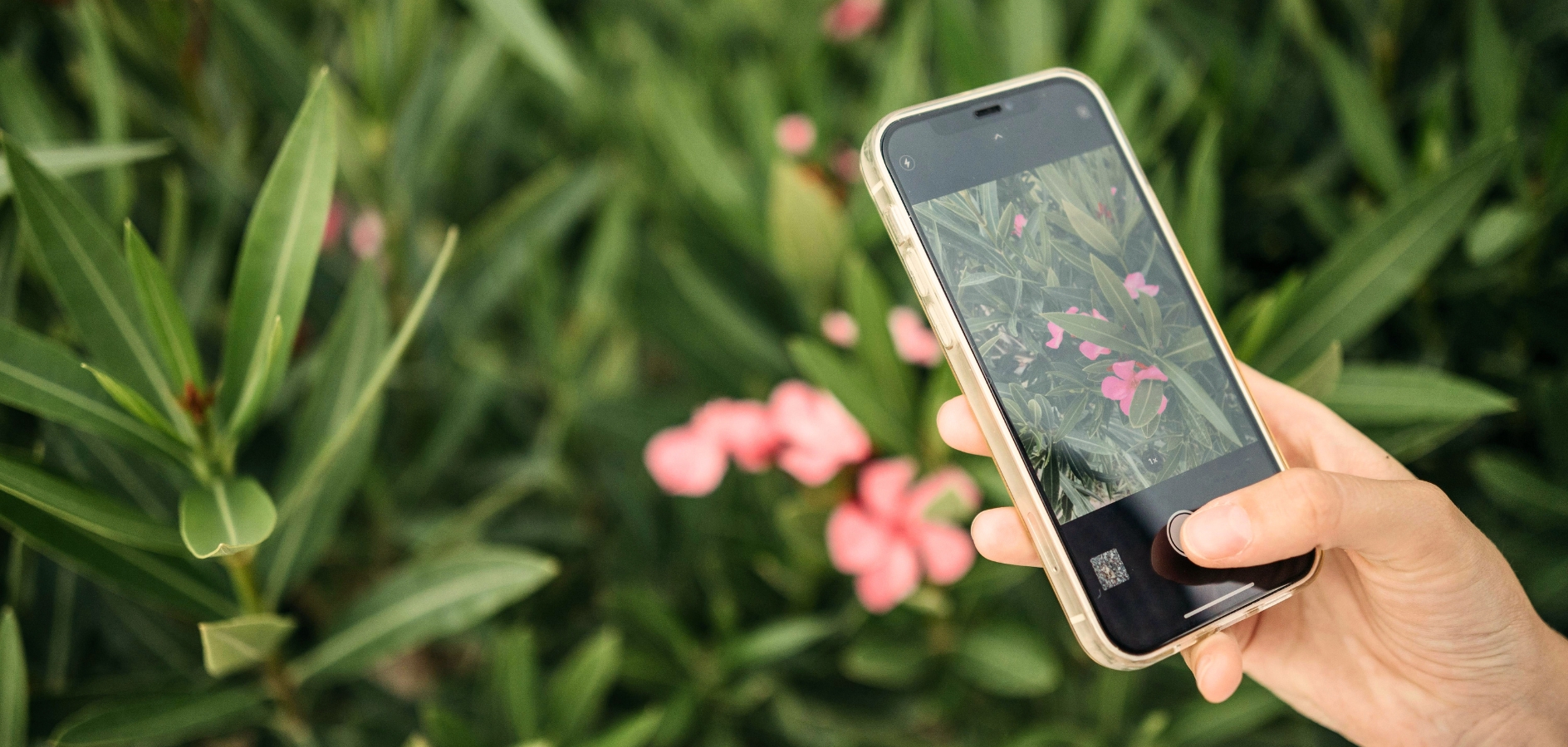 11 apps para identificar plantas