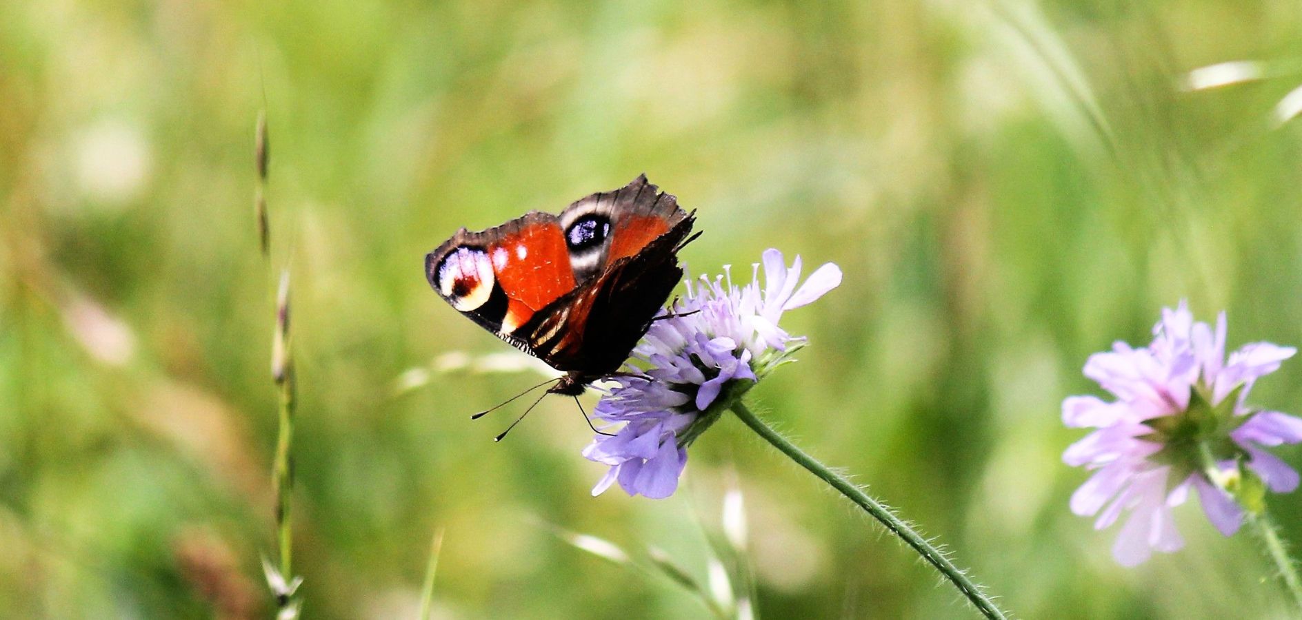 20 plantas de jardín o terraza para atraer mariposas